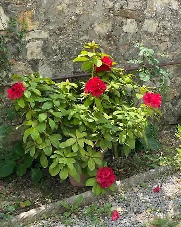 La Magnolia