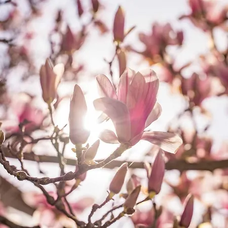 La Magnolia * Greve in Chianti