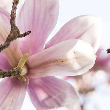 La Magnolia *