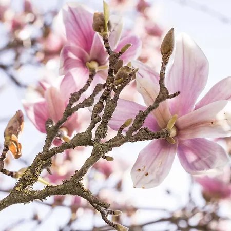 La Magnolia ベッド・アンド・ブレックファスト 4*