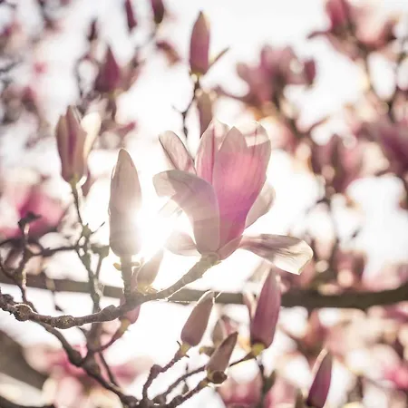 La Magnolia グレーヴェ・イン・キアンティ