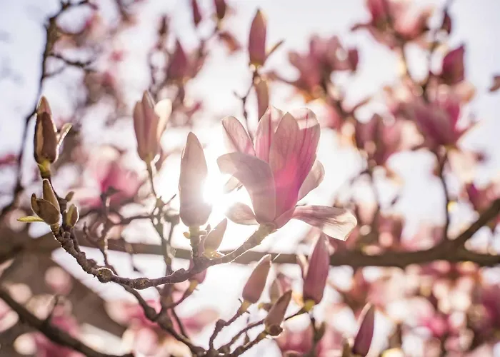 La Magnolia 4* グレーヴェ・イン・キアンティ