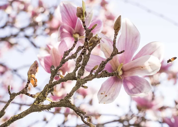 La Magnolia ベッド・アンド・ブレックファスト 4*