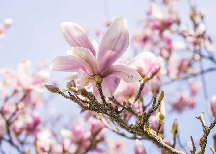 ベッド・アンド・ブレックファスト La Magnolia 4*