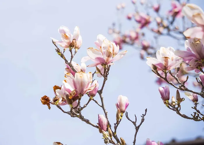 ベッド・アンド・ブレックファスト La Magnolia